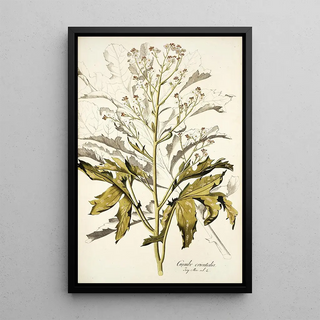 Nikolaus Joseph Freiherr von Jacquin - Crambe orientalis.webp