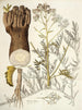 Crambe tartaria - Nikolaus Joseph Freiherr von Jacquin — vy av konstverket
