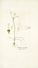 Crinum tenellum - Nikolaus Joseph Freiherr von Jacquin — vy av konstverket