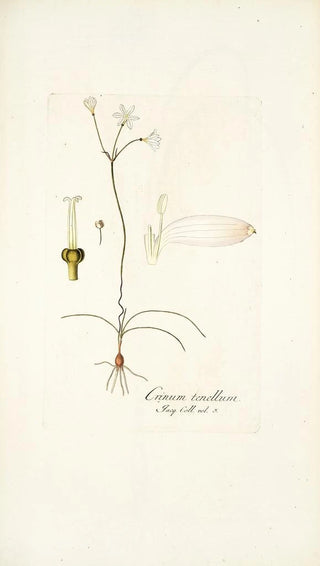 Nikolaus Joseph Freiherr von Jacquin - Crinum tenellum.webp