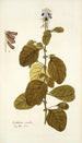 Crotalaria coerulea - Nikolaus Joseph Freiherr von Jacquin — vy av konstverket