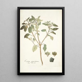 Nikolaus Joseph Freiherr von Jacquin - Croton punctatum.webp