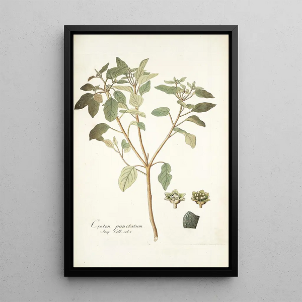 Nikolaus Joseph Freiherr von Jacquin - Croton punctatum.webp