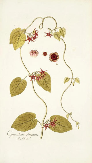 Nikolaus Joseph Freiherr von Jacquin - Cynanchum obliquum.webp