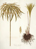 Cyperus alternifolius - Nikolaus Joseph Freiherr von Jacquin — vy av konstverket