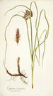 Cyperus tenuiflorus - Nikolaus Joseph Freiherr von Jacquin — vy av konstverket