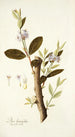 Dais laurifolia - Nikolaus Joseph Freiherr von Jacquin — vy av konstverket