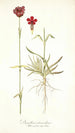 Dianthus atrorubens - Nikolaus Joseph Freiherr von Jacquin — vy av konstverket