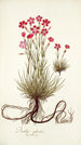 Dianthus sylvestris - Nikolaus Joseph Freiherr von Jacquin — vy av konstverket