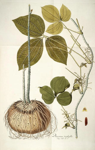 Nikolaus Joseph Freiherr von Jacquin - Dioscorea triphylla.webp