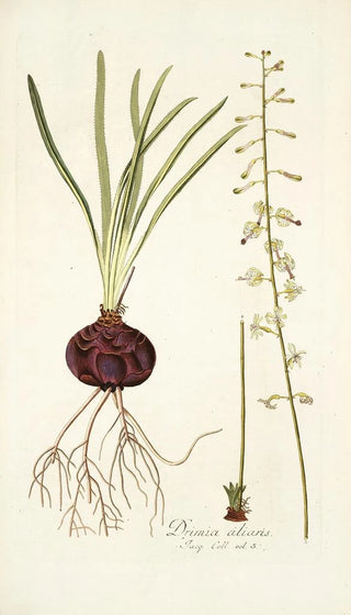 Nikolaus Joseph Freiherr von Jacquin - Drimia ciliaris.webp