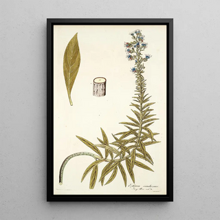 Nikolaus Joseph Freiherr von Jacquin - Echium candicans.webp