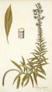 Echium candicans - Nikolaus Joseph Freiherr von Jacquin — vy av konstverket