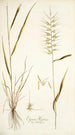 Elymus hystrix - Nikolaus Joseph Freiherr von Jacquin — vy av konstverket
