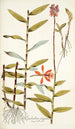 Epidendrum elongatum - Nikolaus Joseph Freiherr von Jacquin — vy av konstverket