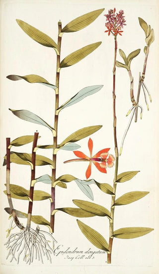 Nikolaus Joseph Freiherr von Jacquin - Epidendrum elongatum.webp