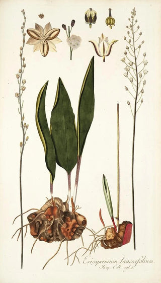 Nikolaus Joseph Freiherr von Jacquin - Eriospermum lanceaefolium.webp