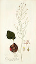 Eriospermum latifolium - Nikolaus Joseph Freiherr von Jacquin — vy av konstverket