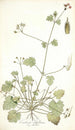 Erodium ribifolium - Nikolaus Joseph Freiherr von Jacquin — vy av konstverket