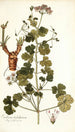Erodium trilobatum - Nikolaus Joseph Freiherr von Jacquin — vy av konstverket