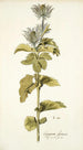 Eryngium alpinum - Nikolaus Joseph Freiherr von Jacquin — vy av konstverket