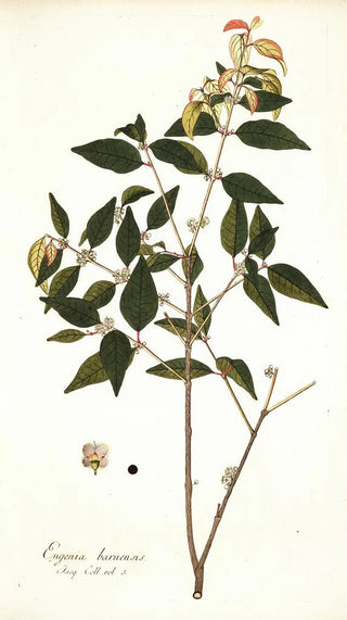 Nikolaus Joseph Freiherr von Jacquin - Eugenia baruensis.webp