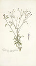 Eupatorium myosotifolium - Nikolaus Joseph Freiherr von Jacquin — vy av konstverket