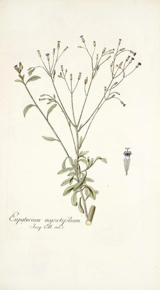 Nikolaus Joseph Freiherr von Jacquin - Eupatorium myosotifolium.webp