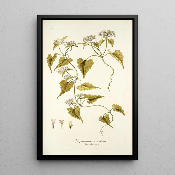 Nikolaus Joseph Freiherr von Jacquin - Eupatorium scandens.webp