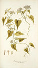 Eupatorium scandens - Nikolaus Joseph Freiherr von Jacquin — vy av konstverket