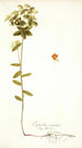 Euphorbia angulata - Nikolaus Joseph Freiherr von Jacquin — vy av konstverket
