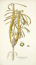 Euphorbia clava - Nikolaus Joseph Freiherr von Jacquin — vy av konstverket