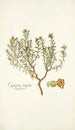 Euphorbia linifolia - Nikolaus Joseph Freiherr von Jacquin — vy av konstverket