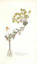 Euphorbia nicaeensis - Nikolaus Joseph Freiherr von Jacquin — vy av konstverket