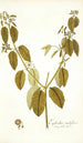 Euphorbia nudiflora - Nikolaus Joseph Freiherr von Jacquin — vy av konstverket