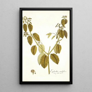 Nikolaus Joseph Freiherr von Jacquin - Euphorbia nudiflora.webp