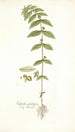 Euphorbia pilulifera - Nikolaus Joseph Freiherr von Jacquin — vy av konstverket