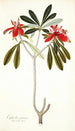 Euphorbia punicea - Nikolaus Joseph Freiherr von Jacquin — vy av konstverket