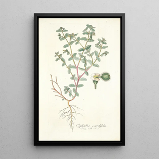 Nikolaus Joseph Freiherr von Jacquin - Euphorbia scordifolia.webp