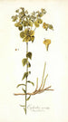 Euphorbia serrata - Nikolaus Joseph Freiherr von Jacquin — vy av konstverket