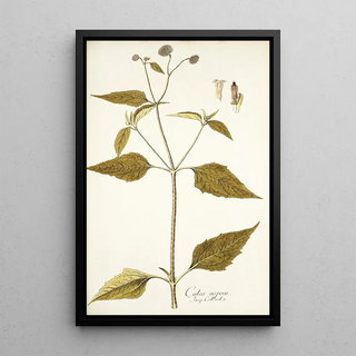 Nikolaus Joseph Freiherr von Jacquin - Galea aspera.webp