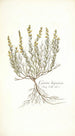 Genista hispanica - Nikolaus Joseph Freiherr von Jacquin — vy av konstverket