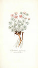 Geranium argenteum - Nikolaus Joseph Freiherr von Jacquin — vy av konstverket