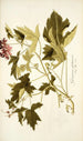 Geranium glutinosum - Nikolaus Joseph Freiherr von Jacquin — vy av konstverket