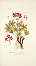 Geranium macrorrhizum - Nikolaus Joseph Freiherr von Jacquin — vy av konstverket