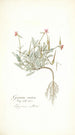 Geranium ovatum - Nikolaus Joseph Freiherr von Jacquin — vy av konstverket