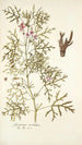 Geranium revolutum - Nikolaus Joseph Freiherr von Jacquin — vy av konstverket