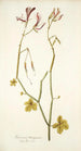 Geranium tetragonum - Nikolaus Joseph Freiherr von Jacquin — vy av konstverket
