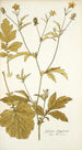 Geum aleppicum - Nikolaus Joseph Freiherr von Jacquin — vy av konstverket