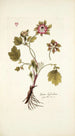 Geum hybridum - Nikolaus Joseph Freiherr von Jacquin — vy av konstverket